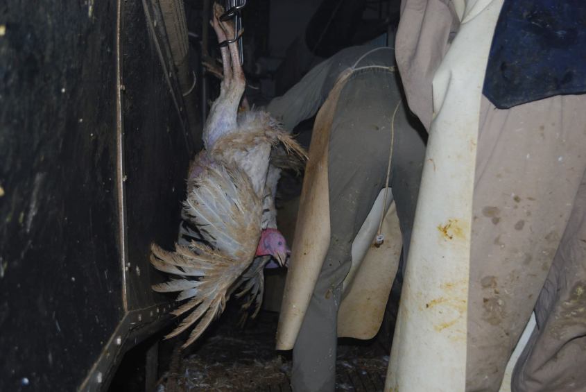 weihnachtsgänse 2jpg