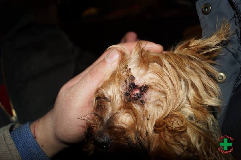 zuchthund aus Polenjpg