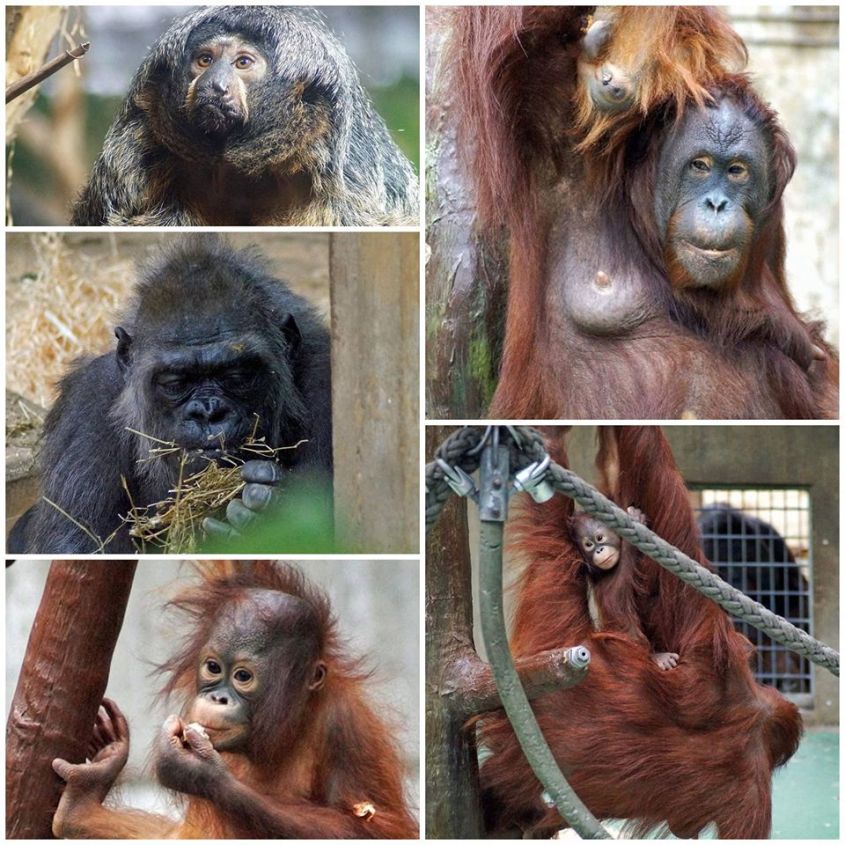 affen im Zoo Krefeldo
