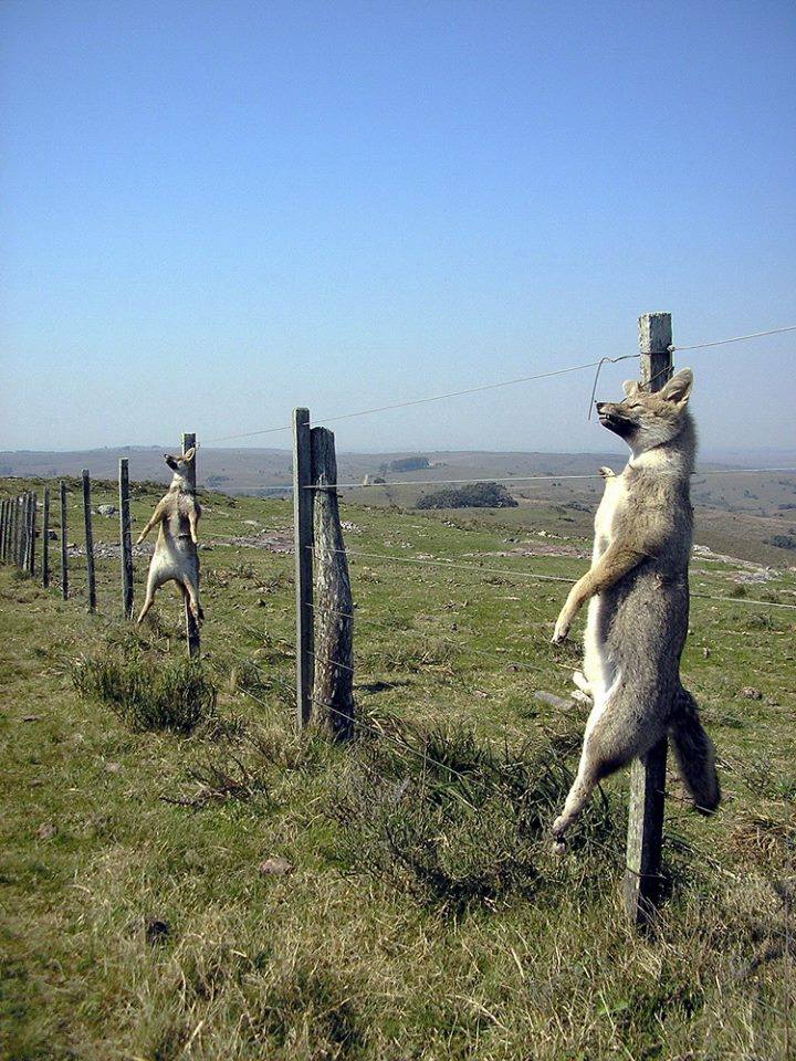 aufgehängte Wölfe Patagonienpg