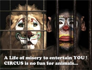 circus is no fun for animals