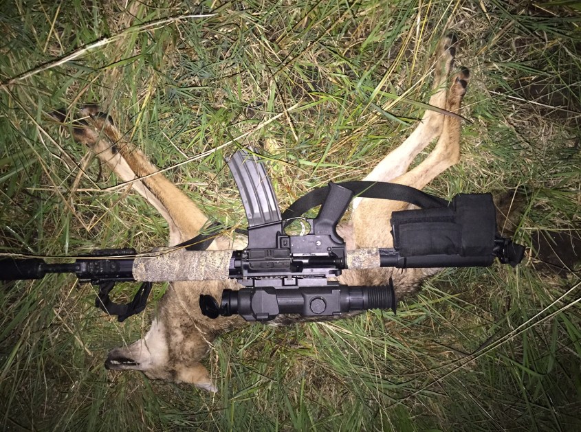 Coyote mit Gewähr pg