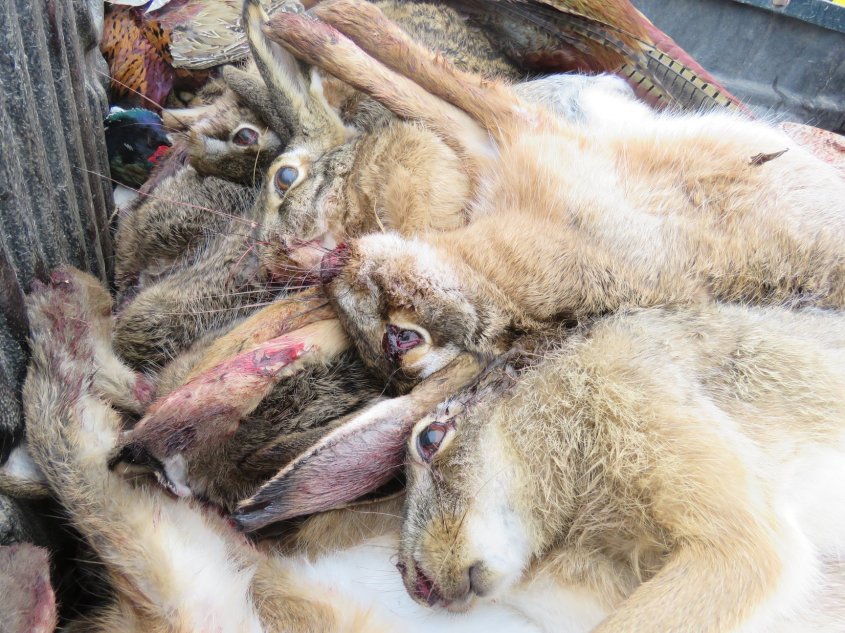 Erlegte Tier-Martin Balluch