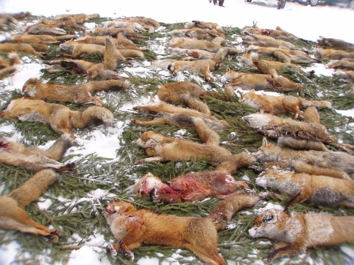 Dutzende von Rotfüchsen, die meisten für die Tonne