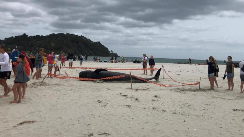 gestrandeter-wal-in-neuseeland-