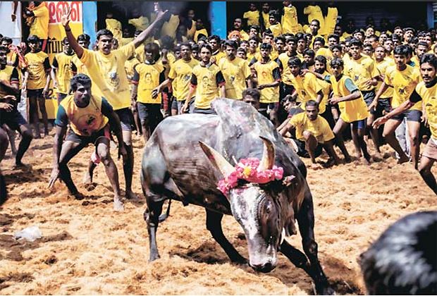 Jallikattu 10pg