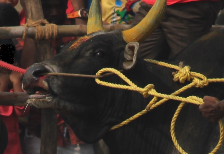 jallikattu-2