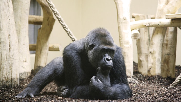 krefeld-massa-gorilla-100~_jpg