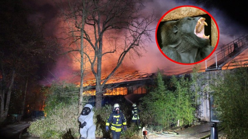 Krefelder-Zoo.Affen verbrannt jpg