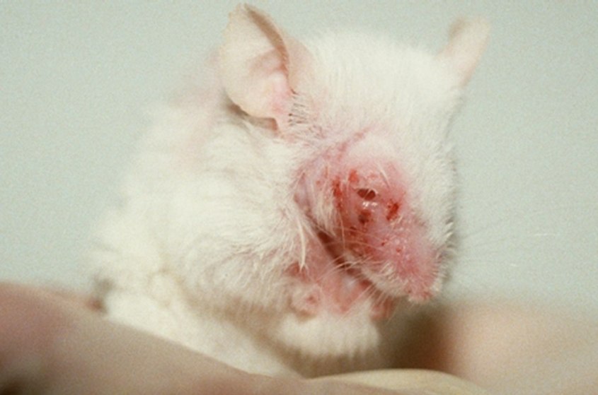 Maus-Tierversuch-02-c-PETA-USA_680