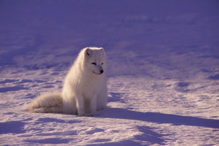 polar Fuchs