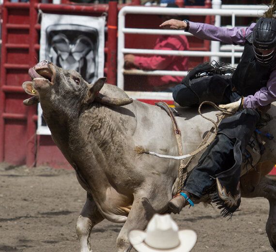 rodeo new zealandjpeg