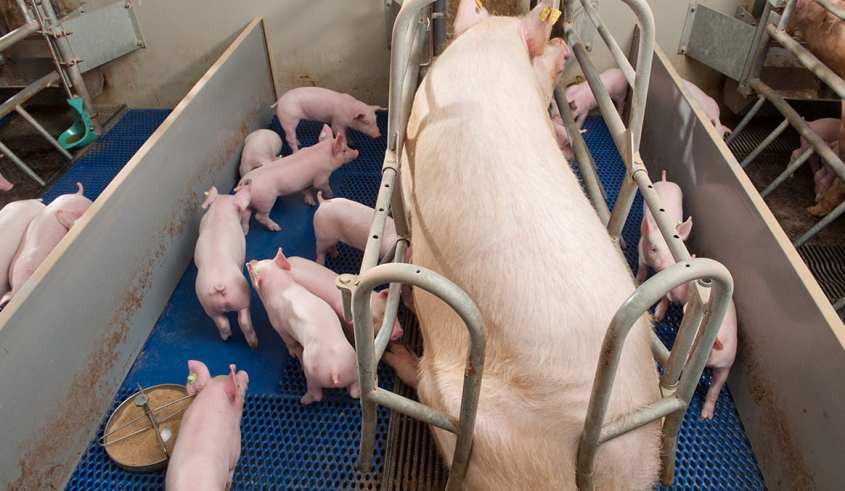 _schwein_sauen_produktinfos