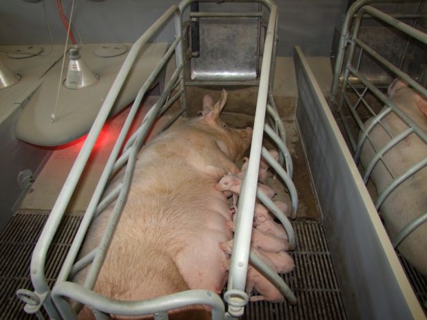 Schweinestall---Kastenstand-34414-detailp