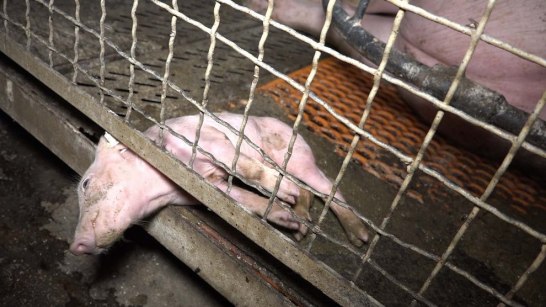 schweinezucht-guenthersdorf-ferkel-gitter