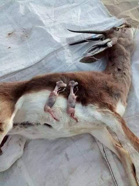 totes Reh mit Neugeborenen_n