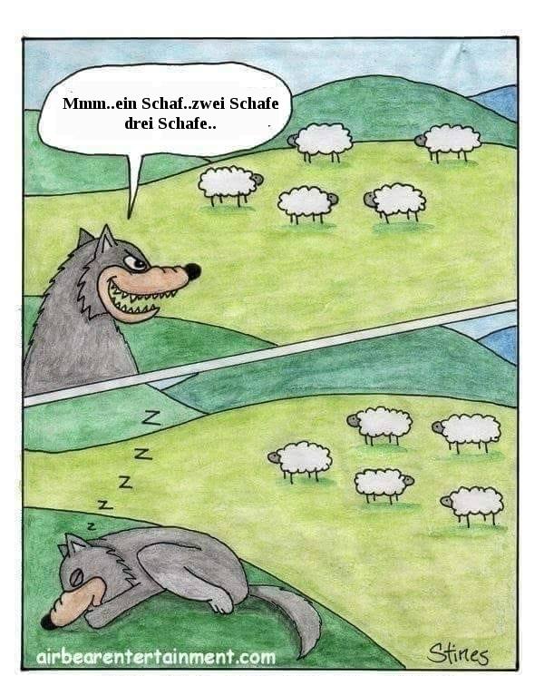 wolf der schafen zählt_n