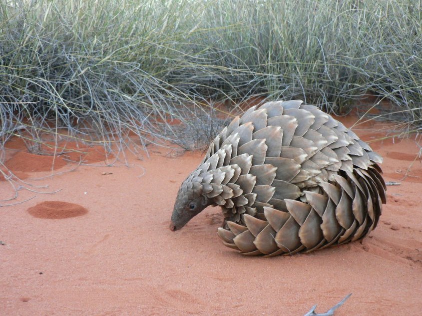 Image result for pangolin