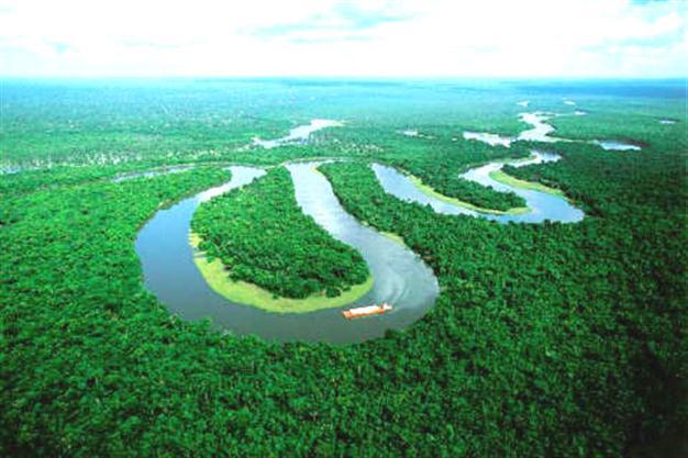 amazo forest