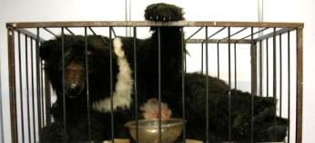 bear_cage1_small
