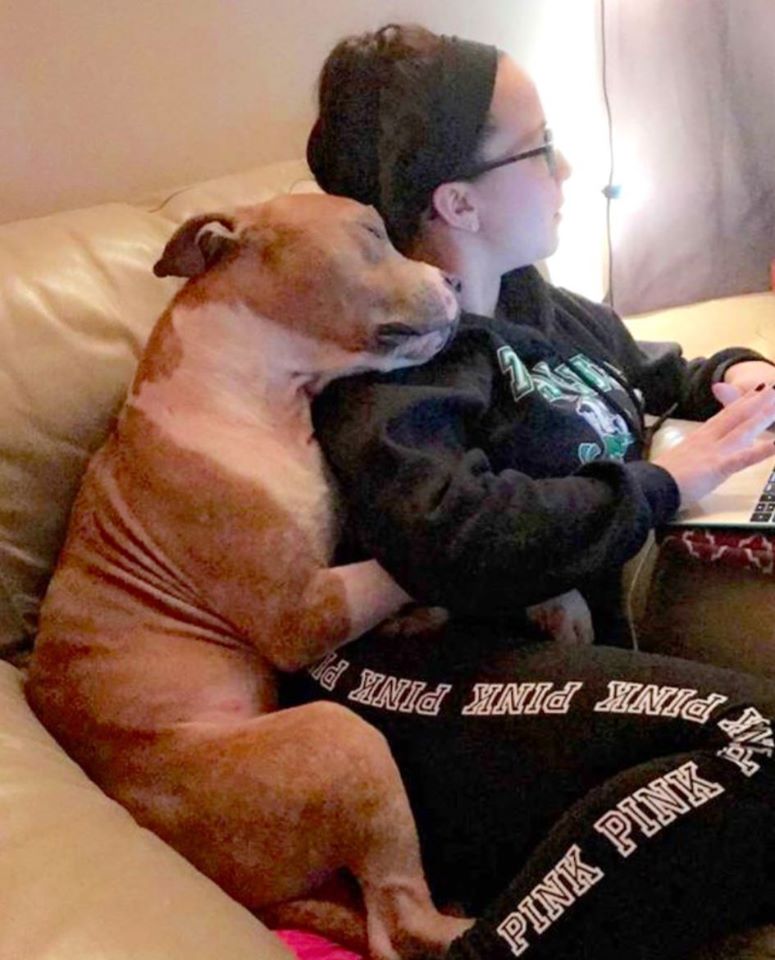 hund im schoß seiner besitzerin