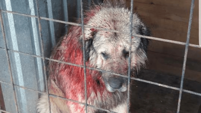 hundekampf kososvo jpg