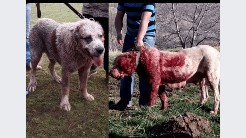 hundekämpfe Kosovopg