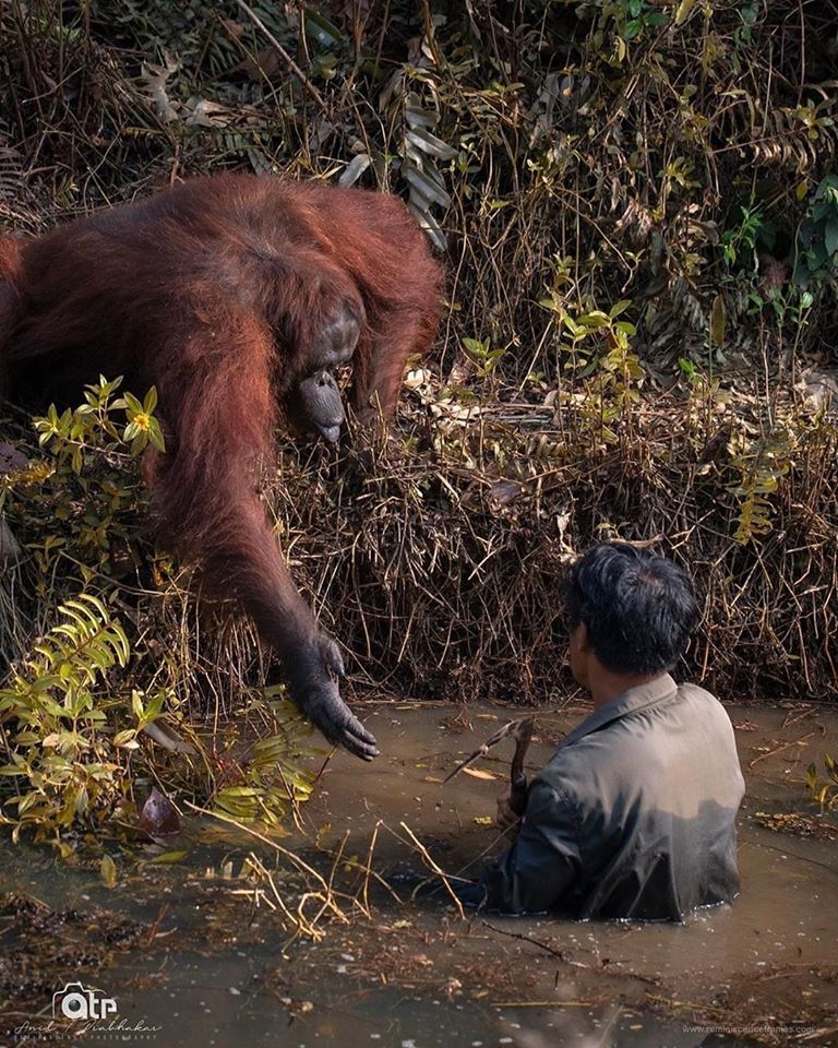 orangutan und menscho