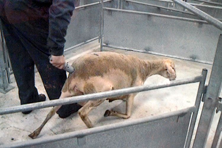 schaf mit elektro bolzjpg