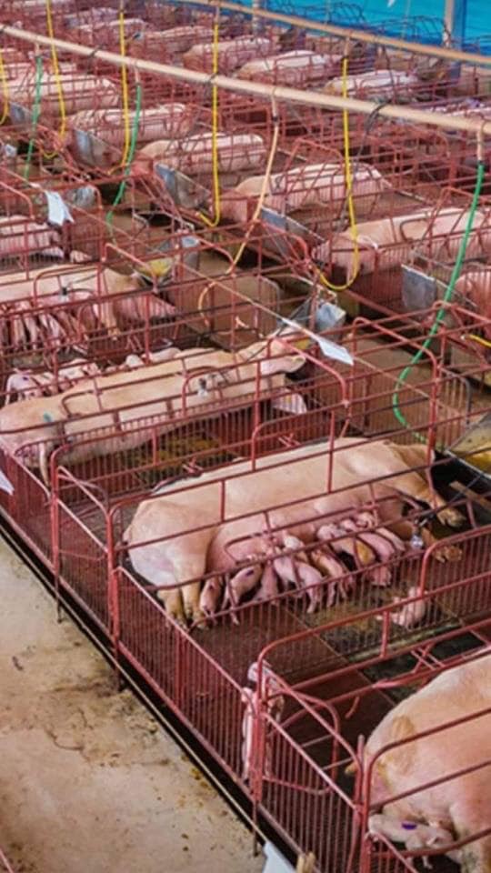 schweinekasten Fabrik