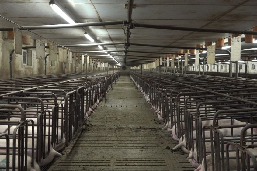 Schweinezucht-Cage -PETA-D