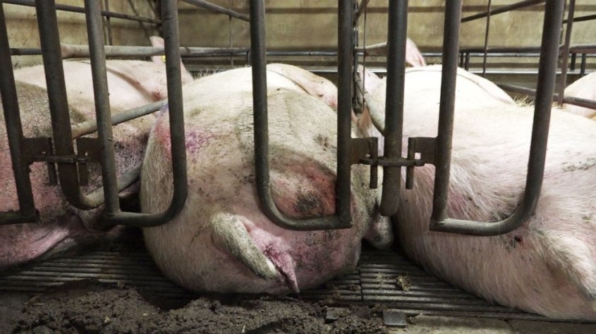 Schweinezucht-PETA-D