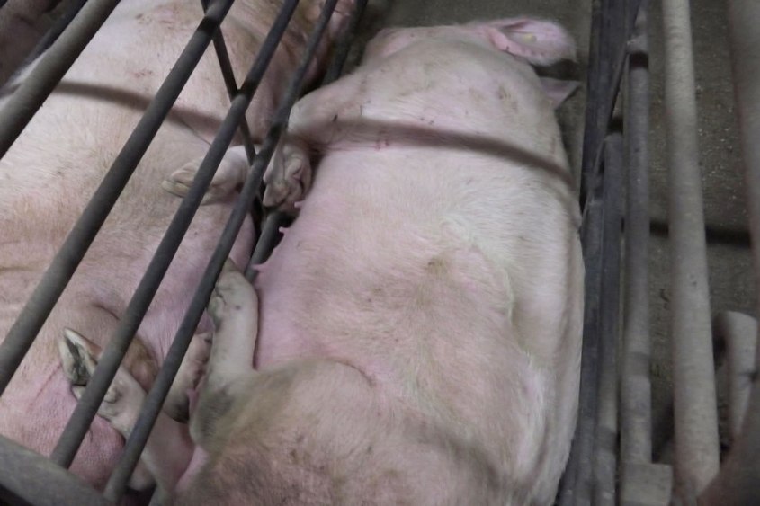 Schweinezucht-PETA-D