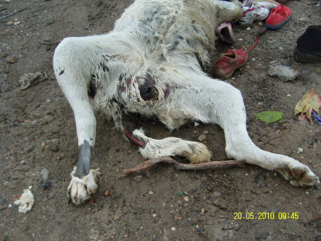 SAMSUNG DIGITAL CAMERA