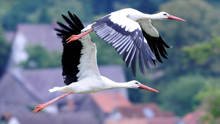 stoerche-fliegen-100~1280x720