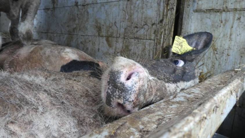 tote kuh im Schiff jpg