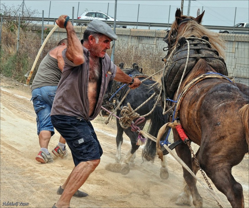 valencia pferdeziehen 3jpg