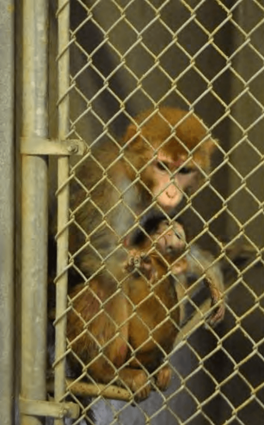 affe mutter mit totem Kind png