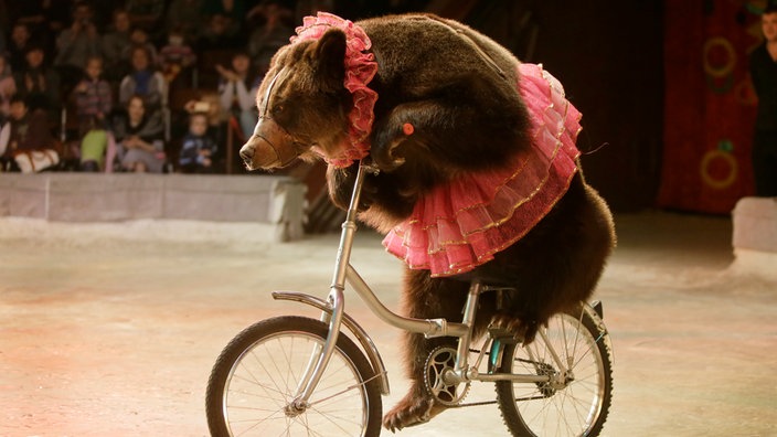 baer-mensch-zirkusbaer-100~_