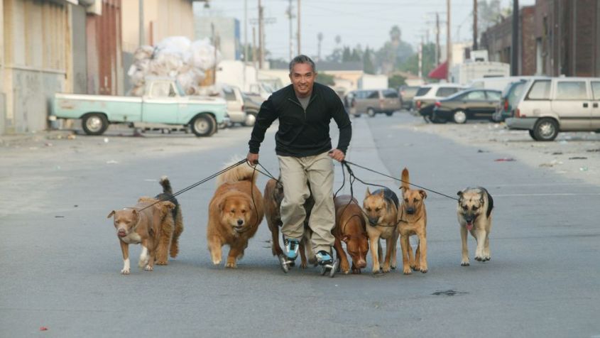 cesar millan-996x562