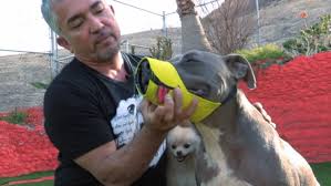 cesar millan mit Hundmit
