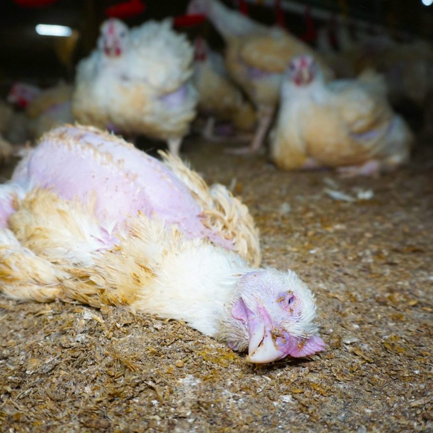 chickens animal equalityjpg