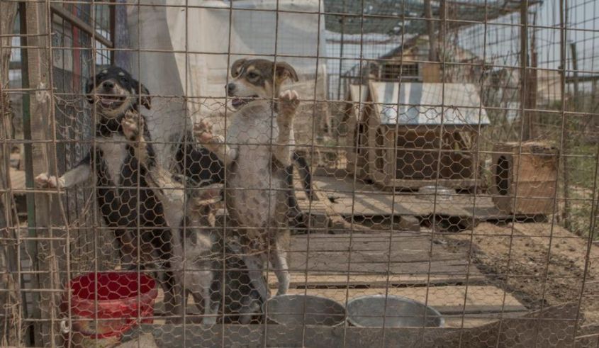 csm_Streuner_1_6913ce0bb1