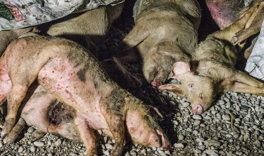 dead-diseased-pigs-dumped