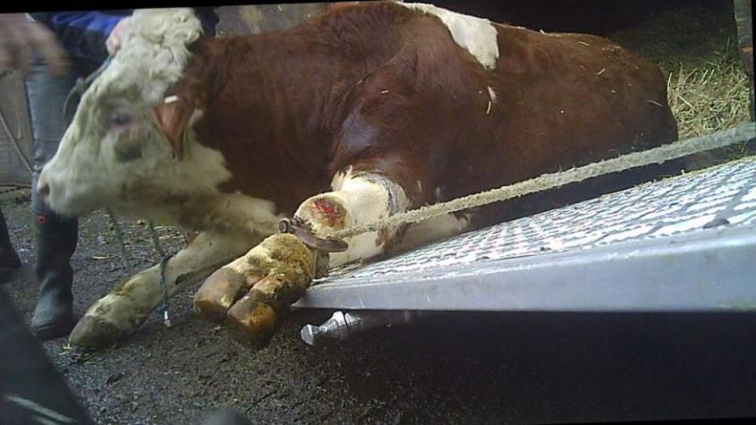 ein-rind-201904121149-full