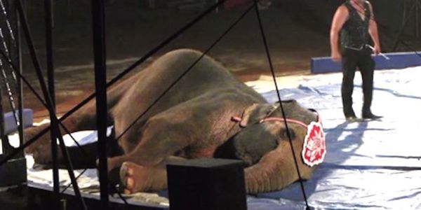 elefant auf den Boden in Zirkus