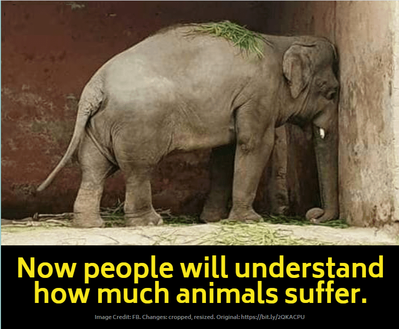 elefant in isolation