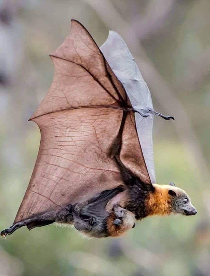 fledermaus mit kindjpg