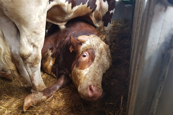 kuh in tiertransportjpg