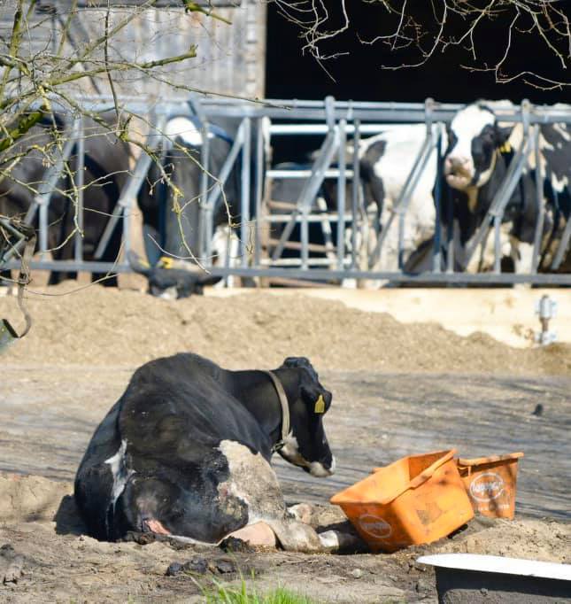 kuh mit totem Baby jpg